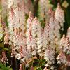 Tiarella 'Pink Skyrocket' Pot 9 cm