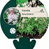 Tiarella 'Spring Symphony' Pot 9 cm