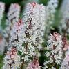 Tiarella 'Sugar and Spice' Pot 9 cm