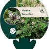 Tiarella 'Sugar and Spice' Pot 9 cm