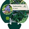 Tradescantia (A) 'Leonora' Pot 9 cm