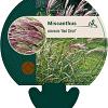 Miscanthus sin. 'Red Chief' Pot 9 cm