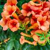 Campsis radicans Pot 7,5 Liter 125 - 150 cm