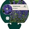 Delphinium (B) 'Atlantis' Pot 9 cm