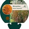 Miscanthus sin. 'Purpurascens' Pot 9 cm