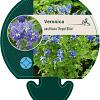 Veronica austr. 'Royal Blue' Pot 9 cm