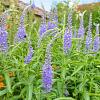Veronica longifolia Pot 9 cm