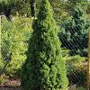 Picea gl. 'Conica' Pot 5 Liter 50 - 60 cm
