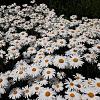 Leucanthemum maximum Pot 9 cm