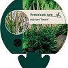 Veronicastrum virg. 'Roseum' Pot 9 cm