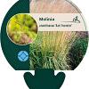 Molinia arund. 'Karl Foerster' Pot 9 cm