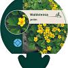 Waldsteinia geoides Pot 9 cm