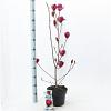Magnolia 'Genie' Pot 5 Liter 60 - 80 cm