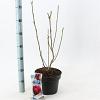 Magnolia 'Genie' Pot 5 Liter 60 - 80 cm