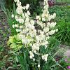 Yucca filamentosa Pot 9 cm