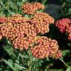 Achillea 'Safran' Pot 9 cm