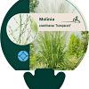 Molinia arund. 'Transparent' Pot 9 cm