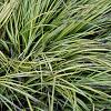 Acorus gramineus 'Variegata' Pot 9 cm