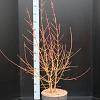 Cornus sang. 'Midwinter Fire' Pot 10 liter 60 - 80 cm