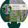 Agastache rugosa 'Little Adder' Pot 9 cm