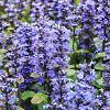 Ajuga reptans 'Chocolate Chip' Pot 9 cm