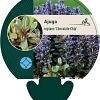 Ajuga reptans 'Chocolate Chip' Pot 9 cm