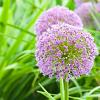 Allium 'Summer Beauty' Pot 9 cm