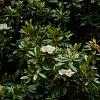 Magnolia grandiflora Hoogstam (Stamomtrek 12-14 cm)