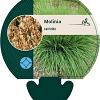 Molinia caerulea Pot 9 cm
