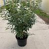 Prunus l. 'Angustifolia' Pot 10 liter 80 - 100 cm