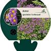 Aster ageratoides 'Ezo Murazaki' Pot 9 cm