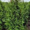 Thuja pl. 'Excelsa' Kluit 175 - 200 cm