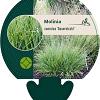 Molinia caerulea 'Dauerstrahl' Pot 9 cm