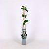 Lonicera caprifolium Pot 2 Liter