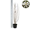 Magnolia kobus Pot 12 liter 125 - 150 cm