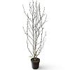 Magnolia kobus Pot 12 liter 125 - 150 cm