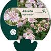 Astrantia maj. 'Rosa Lee' Pot 9 cm