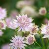 Astrantia maj. 'Rosa Lee' Pot 9 cm