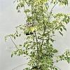 Acer negundo 'Variegatum' Pot 10 liter 150 - 175 cm