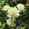 Astrantia maj. 'White Angel' Pot 9 cm