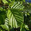 Alnus glutinosa 'Imperialis' 300 - 350 cm Meerstammig