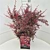 Berberis thunb. 'Rose Glow' Pot 10 liter 50 - 60 cm