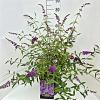 Buddleja d. 'Ile de France' Pot 10 liter 100 - 125 cm