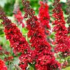 Buddleja d. 'Royal Red' Pot 10 liter 100 - 125 cm
