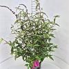 Buddleja d. 'Royal Red' Pot 10 liter 80 - 100 cm