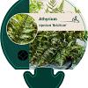 Athyrium niponicum 'Metallicum' Pot 9 cm