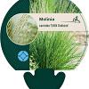 Molinia caerulea 'Edith Dudszus' Pot 9 cm