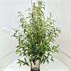 Buddleja d. 'White Profusion' Pot 10 liter 80 - 100 cm
