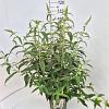 Buddleja d. 'White Profusion' Pot 10 liter 80 - 100 cm
