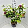 Calycanthus r. 'Hartlage Wine' Pot 15 liter 80 - 100 cm